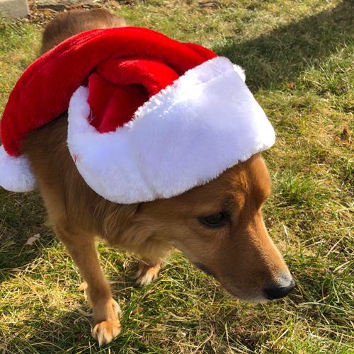 SPEAK!'s Family Dog, Bella Bear