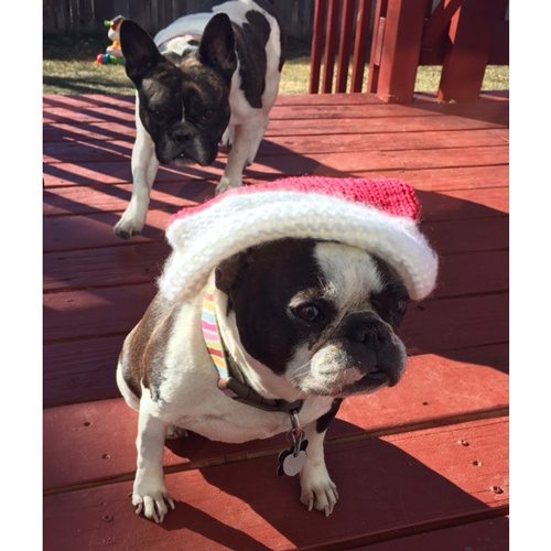 SPEAK!'s Family Dogs, Bella & Ollie