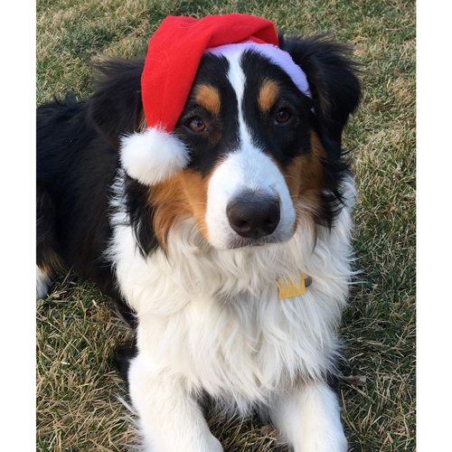 SPEAK!'s Family Dog, Cecil Roy