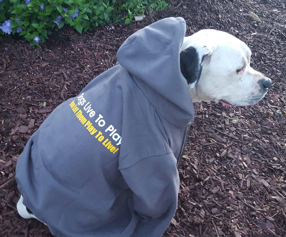 Dogs Playing For Life Organization