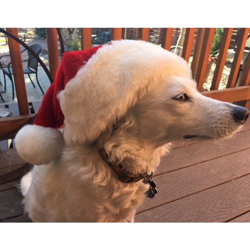 SPEAK!'s Family Dog, MoJo