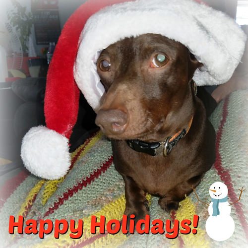 SPEAK!'s Family Dog, MoJo