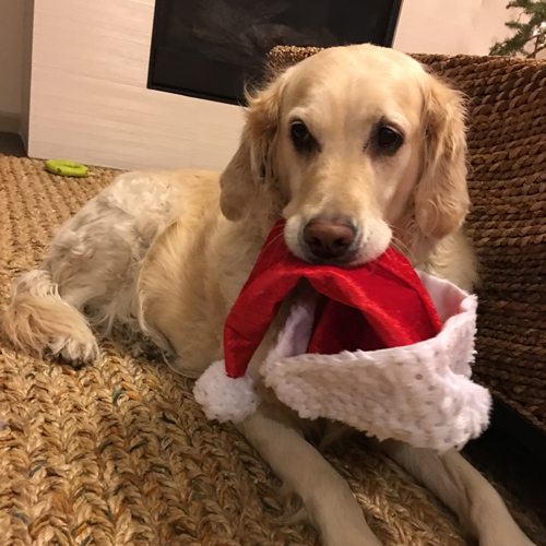 SPEAK!'s Family Dog, Tessa