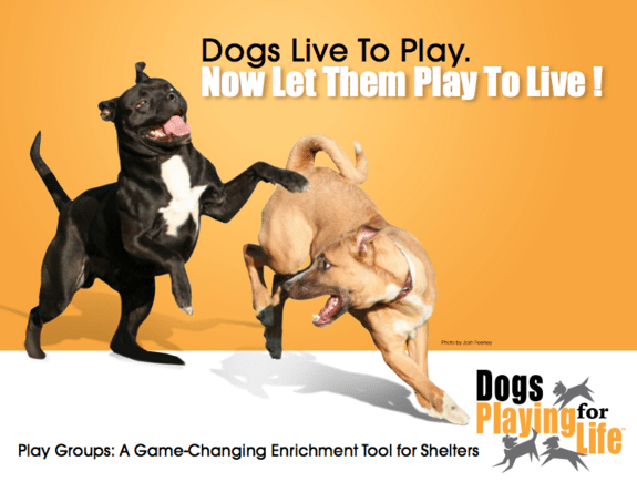 dogs-playing-for-life-graphic dogs-playing-for-life-graphic